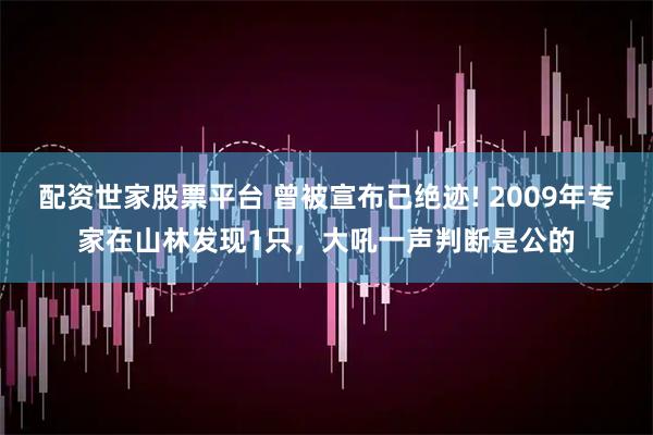 配资世家股票平台 曾被宣布已绝迹! 2009年专家在山林发现1只，大吼一声判断是公的